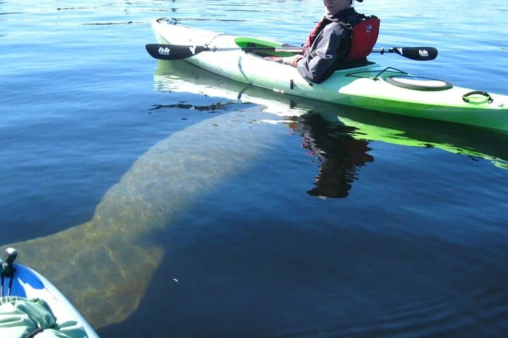 Manatee Kayak Encounter in Crystal River — Paddle with Wild Manatees photo 3
