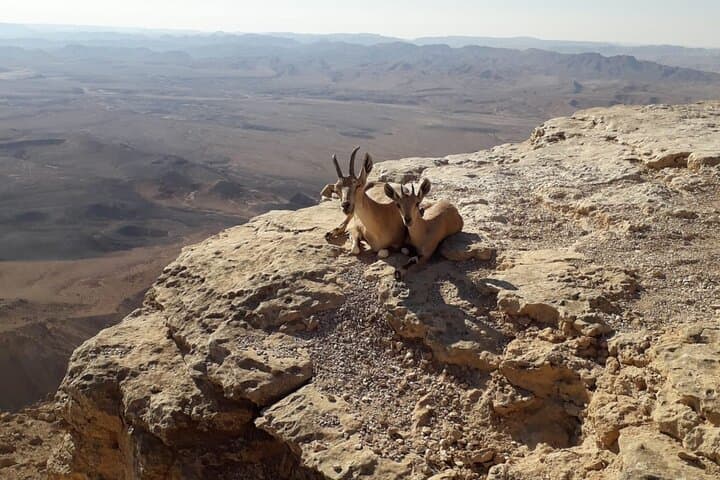 Rappelling the Ramon Crater Edge: Cliff Descent Near Mitzpe Ramon photo 5