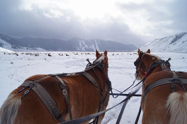 Winter Grand Teton Tour & National Elk Refuge Sleigh Ride — Half-Day Wildlife Photo Safari photo 2