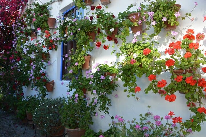 Inside Córdoba's Patios: Private Guided Tour of Historic Courtyards photo 4