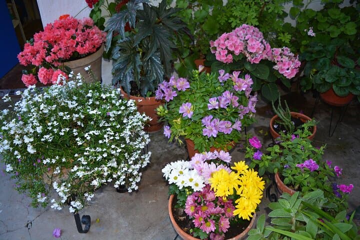 Inside Córdoba's Patios: Private Guided Tour of Historic Courtyards photo 5