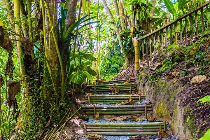 Pereira Orchid Tour: Walk Among 840 Species and Native Birds photo 4