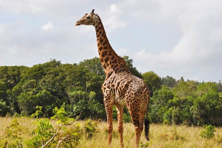 Shimba Hills Safari & Sheldrick Waterfall — Full-Day Private Tour from Diani Beach