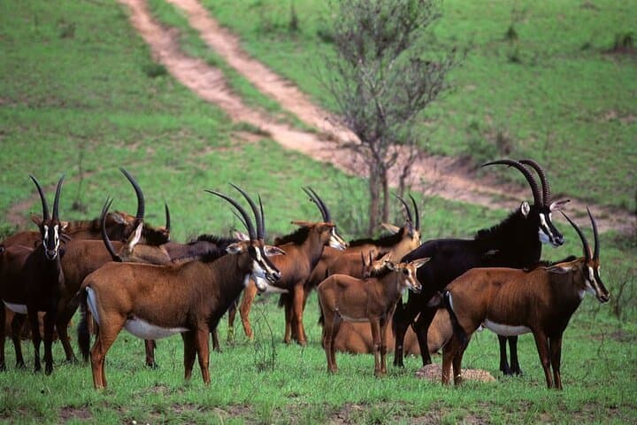 Shimba Hills Safari & Sheldrick Waterfall — Full-Day Private Tour from Diani Beach photo 3