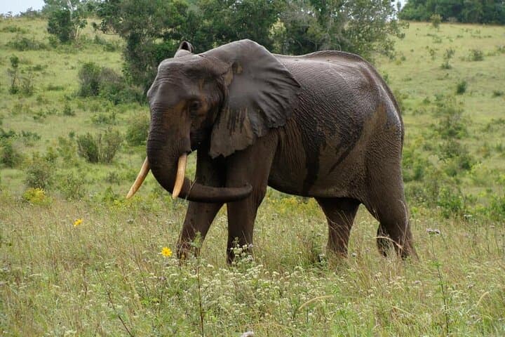 Shimba Hills Safari & Sheldrick Waterfall — Full-Day Private Tour from Diani Beach photo 5