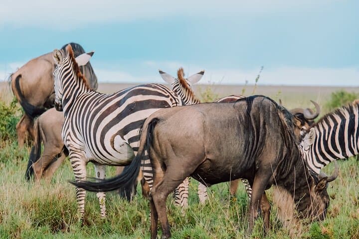 Frontline of the Great Migration: 10-Day Serengeti Safari Adventure photo 4