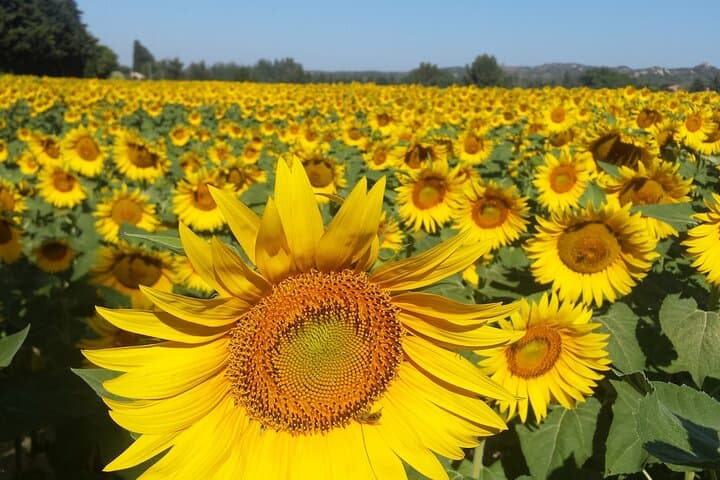 Luberon, Roussillon & Gordes Half-Day Tour from Avignon — Abbeys, Ochre Cliffs & Lavender Views photo 6