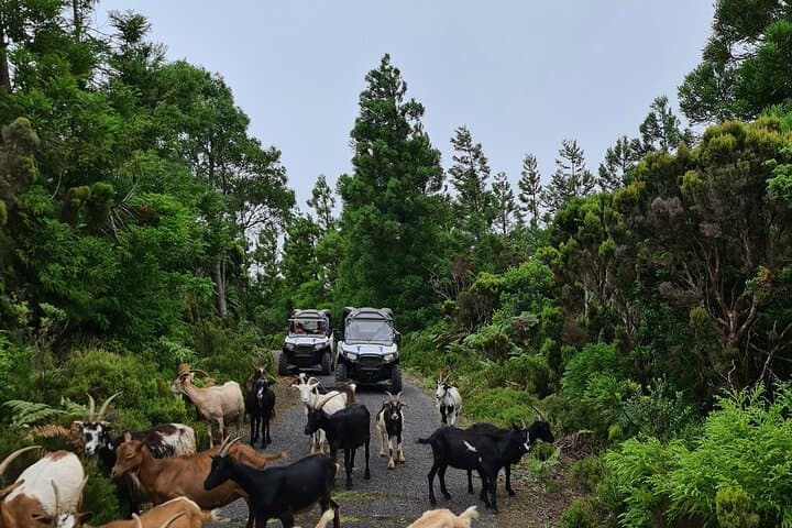 Terceira Off‑Road UTV Buggy Tour — West & Central Island Adventure photo 4