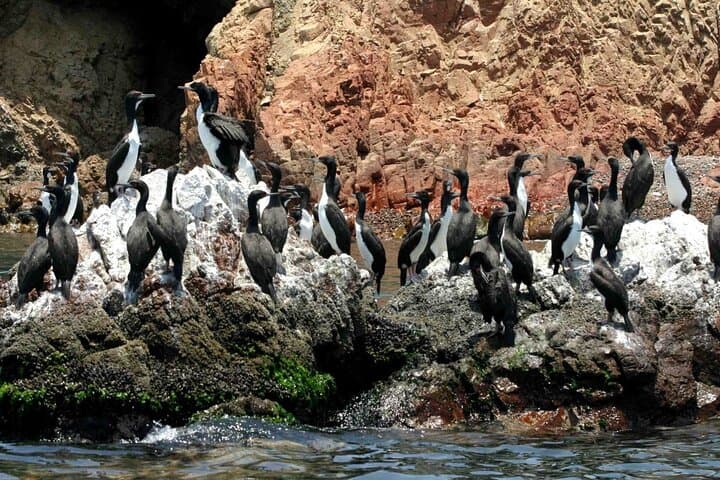 Ballestas Islands Morning Wildlife Cruise from Paracas — 2-Hour Boat Tour with Entrances photo 3