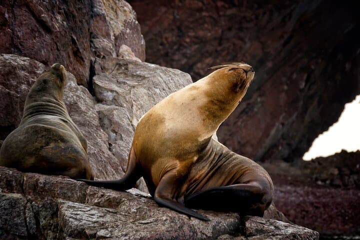 Ballestas Islands Morning Wildlife Cruise from Paracas — 2-Hour Boat Tour with Entrances photo 4
