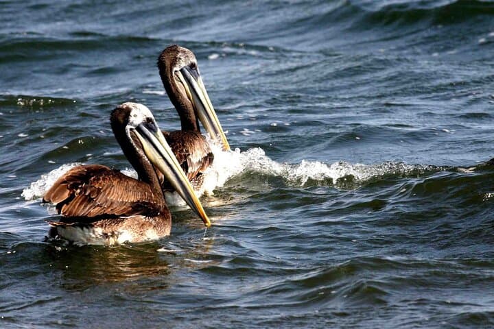 Ballestas Islands Morning Wildlife Cruise from Paracas — 2-Hour Boat Tour with Entrances photo 5