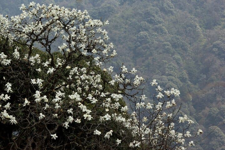 Singalila Ridge Trek: Sandakphu & Phalut 8-Day Himalayan Ridge Trek from Darjeeling photo 6