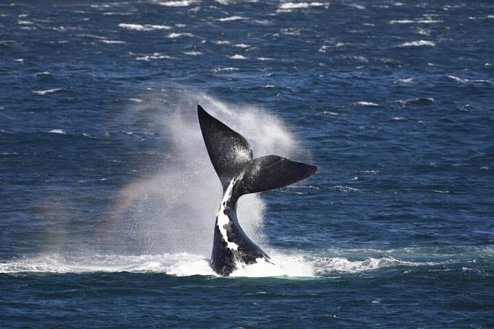 Hermanus Walker Bay Land-Based Whale Walk with Local Guide Dave de Beer