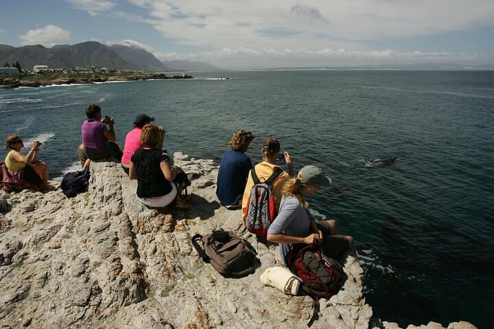 Hermanus Walker Bay Land-Based Whale Walk with Local Guide Dave de Beer photo 6
