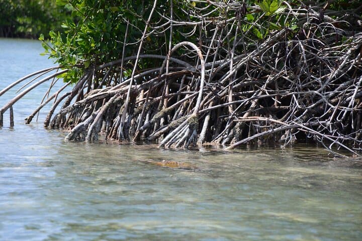 Saona Island Catamaran to Mano Juan & Natural Pool — Small-Group Day Trip from Bayahibe photo 3