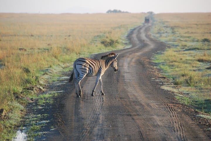 6-Day Best of Tanzania Private Safari: Serengeti, Ngorongoro & Tarangire photo 6