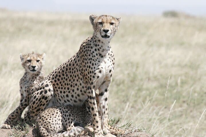 Explore Nairobi National Park: A Unique City-Edge Safari Experience photo 2
