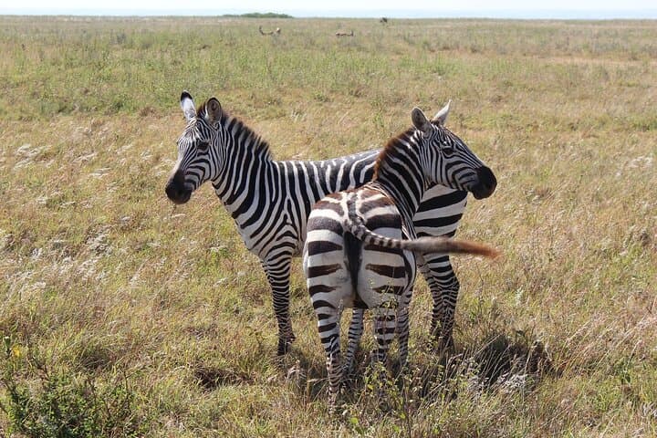 Explore Nairobi National Park: A Unique City-Edge Safari Experience photo 3