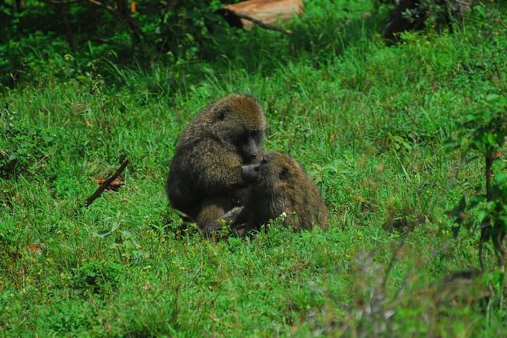Explore Nairobi National Park: A Unique City-Edge Safari Experience photo 4