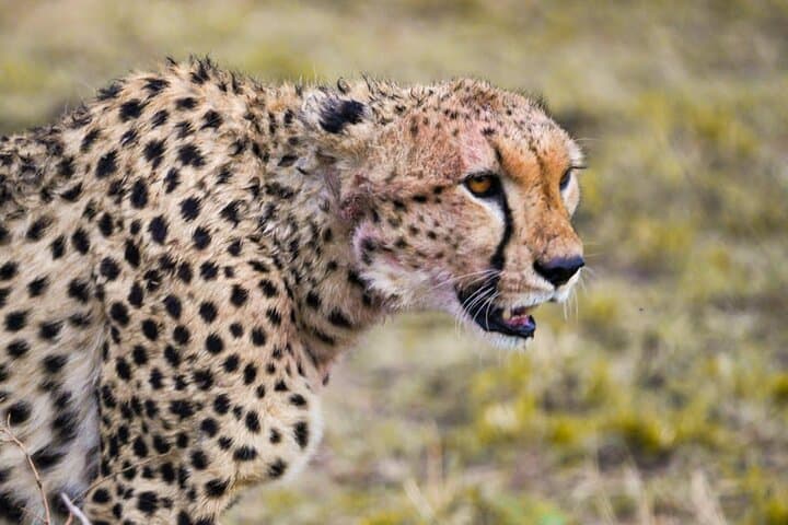 Southern Serengeti Calving Migration: 7-Day Ndutu Wildebeest Safari