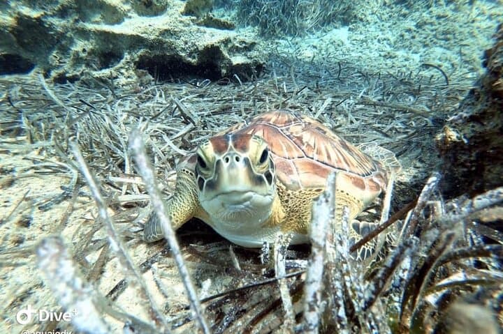 Introductory Scuba Diving in Protaras — Bay Dives with Free Photos photo 4