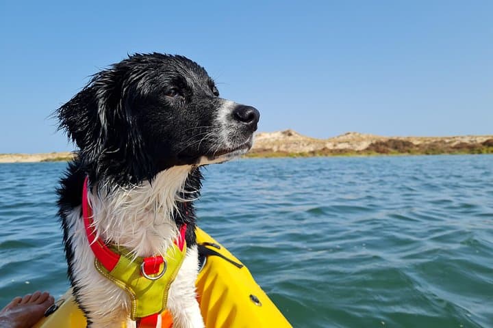 Kayak Rental at Praia dos Cavacos — Paddle Ria Formosa to Armona Island photo 4