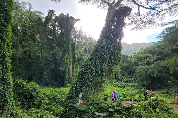 Waikiki to Manoa Falls e-Bike Ride and Hike — Oahu Day Tour photo 3