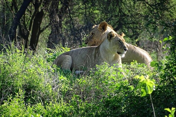 Three-Day Ngorongoro, Tarangire & Manyara Safari from Arusha photo 2