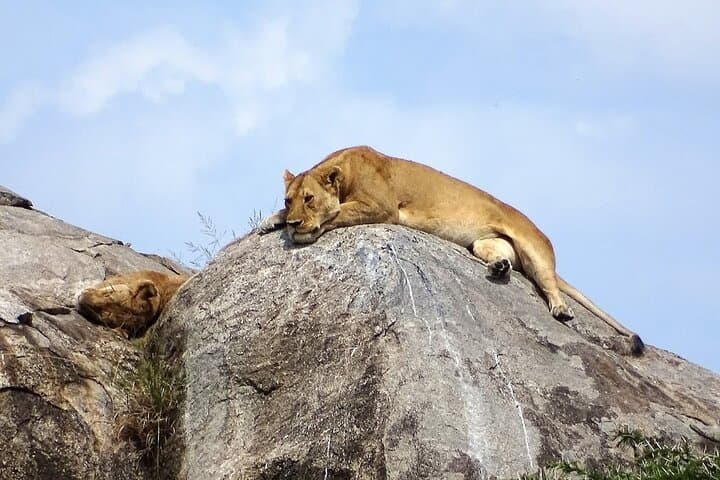 Three-Day Ngorongoro, Tarangire & Manyara Safari from Arusha photo 5