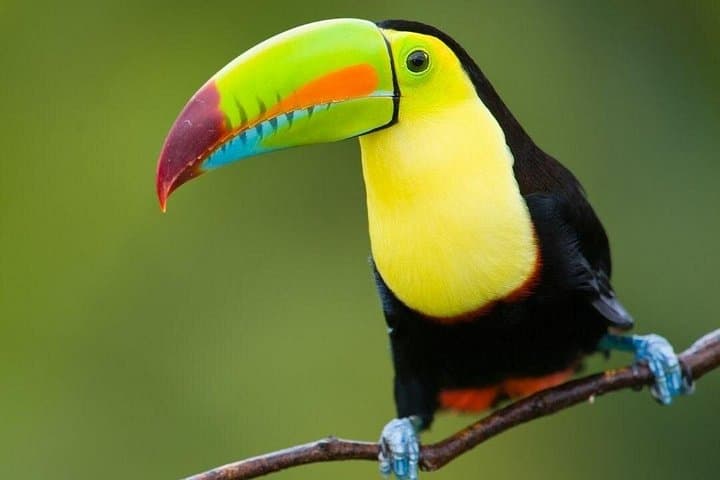 Peñas Blancas Safari Float: La Fortuna River Raft Wildlife Tour photo 6