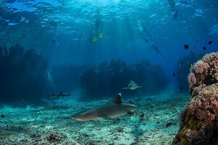 Snorkel With Reef Sharks & Overnight at Barefoot Kuata — 2-Day Yasawa Islands Escape photo 3