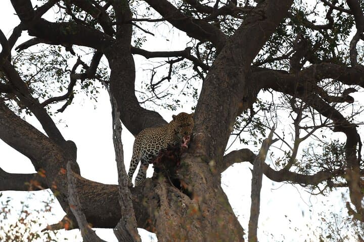 3-Day Masai Mara Safari with Maasai Village Visit — Big Five & Migration Experience photo 5
