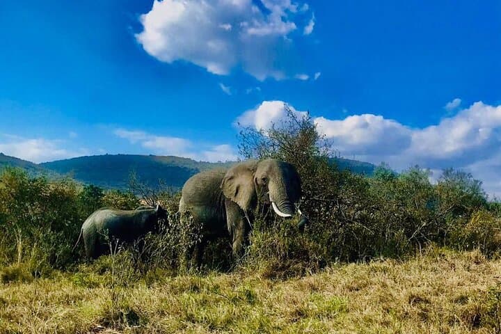 3-Day Masai Mara Safari with Maasai Village Visit — Big Five & Migration Experience photo 2