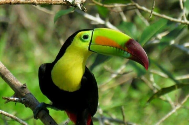 Hiking Rio Celeste: Tenorio National Park's Blue River Trail photo 4