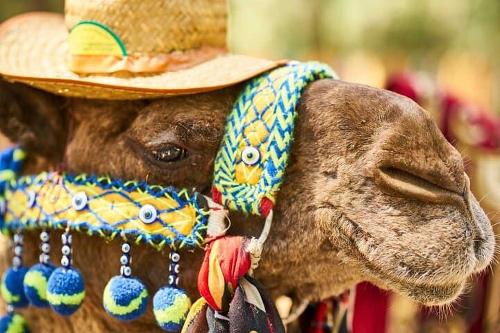 Sunset Camel Ride in Marrakech Palmeraie — One-Hour Palm Grove Experience