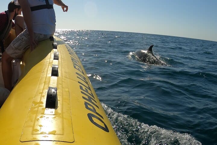 Portimão Dolphin Discovery Cruise & Benagil Caves — 2-Hour Speedboat Trip photo 2