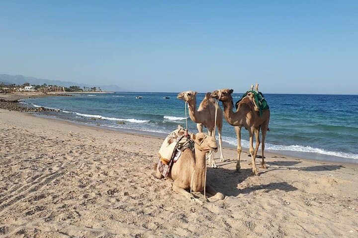 Blue Hole Snorkel & Camel Ride Day Trip from Sharm El Sheikh photo 4