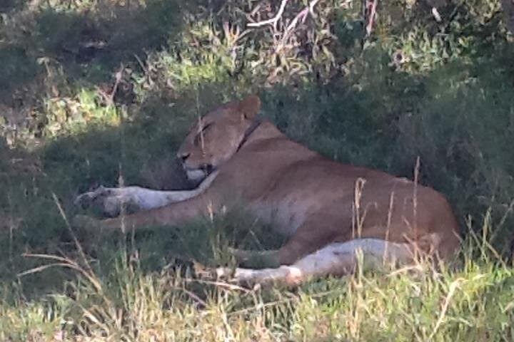 Witnessing the Great Migration Safari: Kenya’s Ultimate Wildlife Adventure photo 4