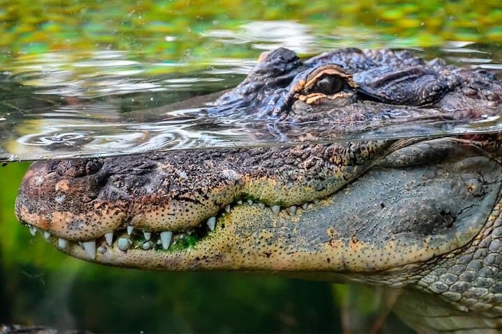 Night Speedboat Crocodile Tour in Nichupte Lagoon, Cancun