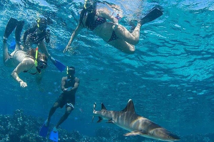 Snorkel With Reef Sharks & Overnight at Barefoot Kuata — 2-Day Yasawa Islands Escape photo 2