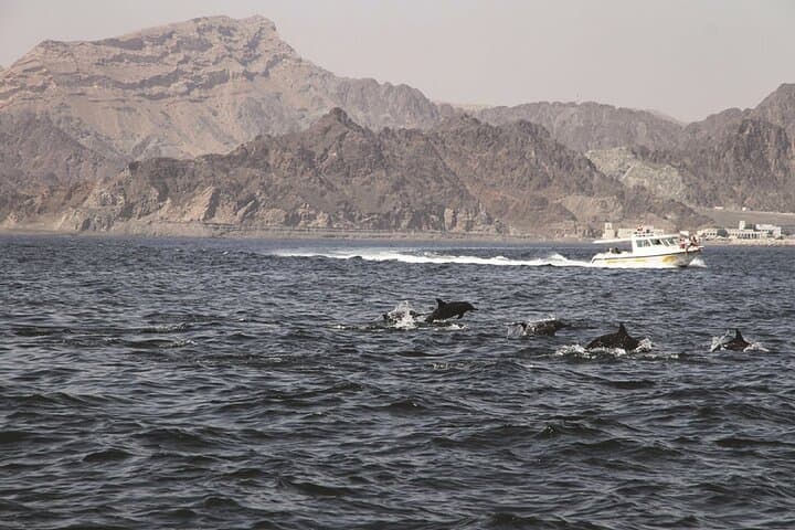 Dolphin Watching Cruise from Muscat – Half-Day Dolphin & Whale Tour photo 6