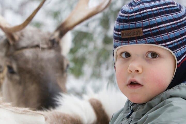 Levi Winter Highlights: Reindeer & Husky Sled Rides, Mini Snowmobiling by Minivan photo 6