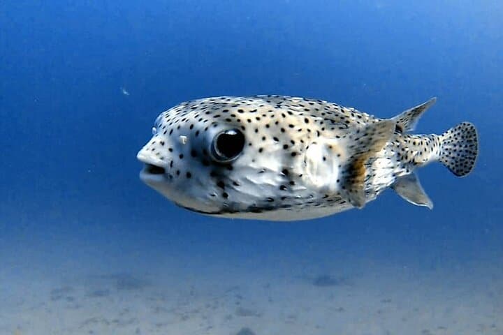 Mauritius Discover Scuba: Your First Bubbles Off Grand Baie photo 5