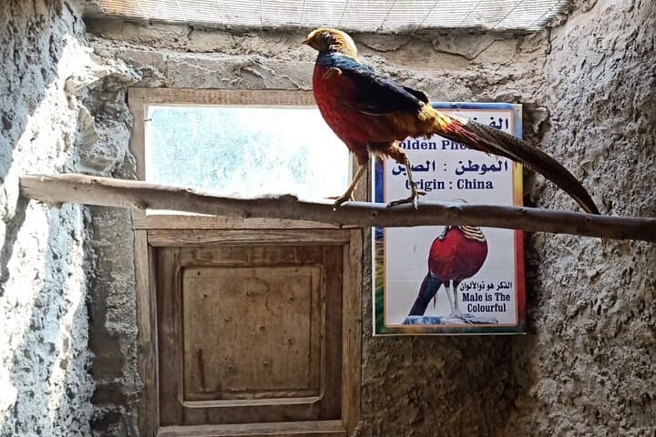Private Safari Tour to Africano Park from Cairo — Alexandria Day Safari photo 4