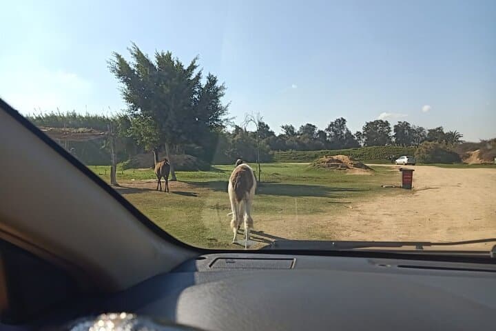 Private Safari Tour to Africano Park from Cairo — Alexandria Day Safari photo 5
