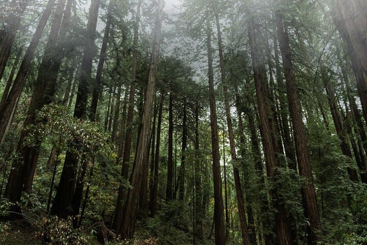 Cathedral of Redwoods
