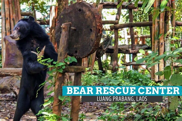 Luang Prabang in a Day: Kuang Si Falls, Pak Ou Caves & Bear Rescue photo 5