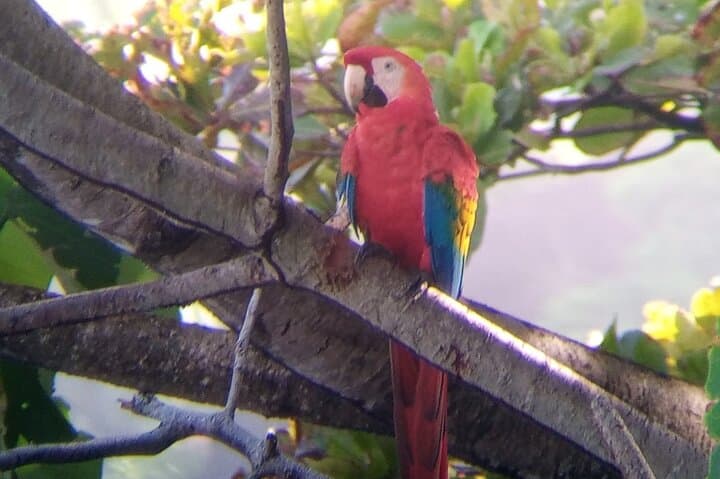 Manuel Antonio Rainforest & Beach Day Tour from Jaco — Wildlife, Trails & Turquoise Water photo 3