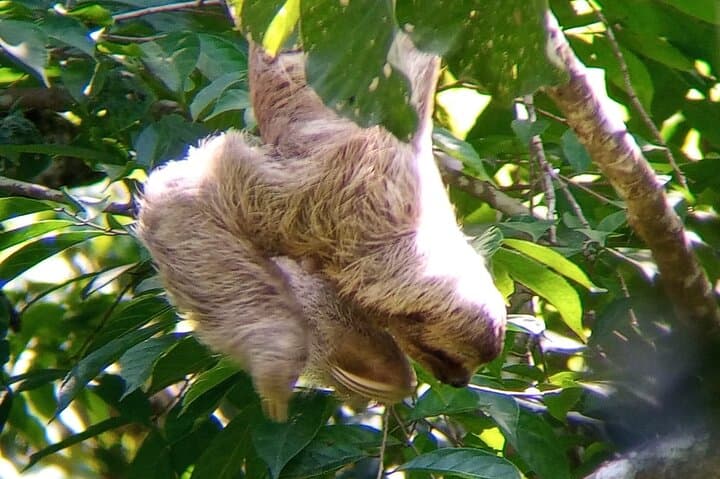 Manuel Antonio Rainforest & Beach Day Tour from Jaco — Wildlife, Trails & Turquoise Water photo 4