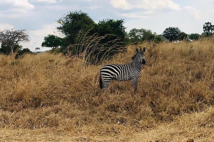Mikumi National Park Day Safari from Dar es Salaam — One-Day Game Drive photo 3